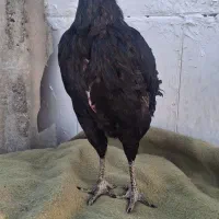 مرغ لاری|حیوانات مزرعه|تربت‌حیدریه, حسنی بالا|دیوار