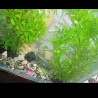 گوپی مولد|ماهی|اردبیل, |دیوار