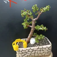 لوبیا سحر امیز و بنسای|گل و گیاه طبیعی|شیراز, سجادیه|دیوار