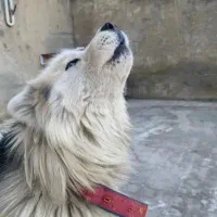 مالاموت سامویید|سگ|تهران, یافت آباد جنوبی|دیوار