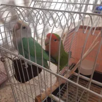 طوطی برزیلی|پرنده|گلستان (تهران), |دیوار