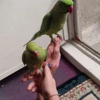 سلام جوفت ملنگو سالم وسرحال