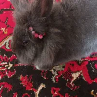 فروش خرگوش|موش و خرگوش|پلدشت, |دیوار