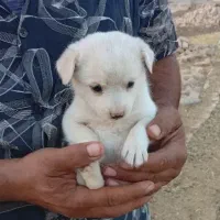 توله پامر وشیواوا|سگ|قنوات, |دیوار