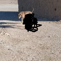 سگ نژاد افغانی