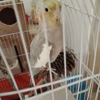 عروس هلندی
