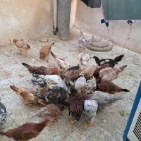 مرغ وخروس