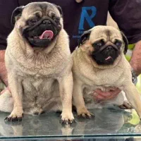 سگ های کوچولو ( فنجونی )|سگ|یزد, |دیوار