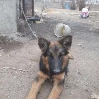 سگ ژرمن شولاین کینگ سایز|سگ|هشتگرد, طاووسیه|دیوار