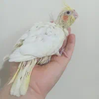 جوجه عروس هلندی سرلاکی - شهرک ولیعصر