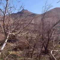 فروش زمین در باغستان درخش ، سرخنگ|فروش زمین و ملک کلنگی|قهستان, |دیوار