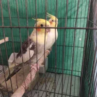 جفت طوطی عروس هلندی مولد با ضمانت