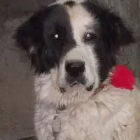 فروشی سگ گله قدرجونی