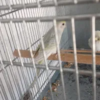 جفت مولد مرغ عشق رینبو رنگین کمانی فنچ طوطی راهب|پرنده|قدس, شهرقدس|دیوار