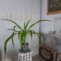 گل سوسن عنکبوتی بزرگ