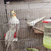 جفت مولد ب شرط|پرنده|علی‌آباد کتول, |دیوار