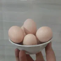 مرغ رسمی جوان تخم کن|حیوانات مزرعه|قم, ناصردیوان|دیوار