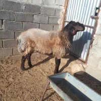 دو راس بره قوچ پلنگی و شال|حیوانات مزرعه|کوهدشت, |دیوار