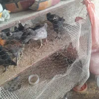 نیمچه باری اصل محلی