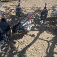 بوقلمون نر تعداد ۲عدد