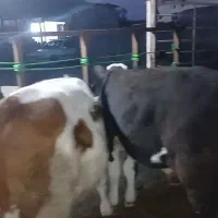 گوساله