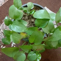 گل و گیاه خانگی|گل و گیاه طبیعی|چابهار, |دیوار