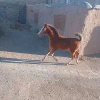 اسب ماده|اسب و تجهیزات اسبسواری|دهگلان, |دیوار