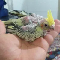 جوجه عروس هلندی|پرنده|کرج, کلاک نو|دیوار