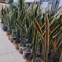 گل خونه