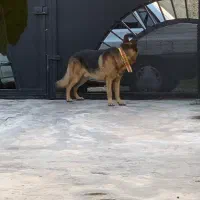 سگ ژرمن شپرد|سگ|نوشهر, |دیوار