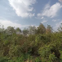 زمین ۲۳۰ متری با پروانه ساخت منطقه ویلایی|فروش زمین و ملک کلنگی|لاهیجان, کوه بیجار|دیوار