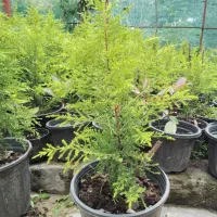 فروش کاج لاوسون (طلایی)