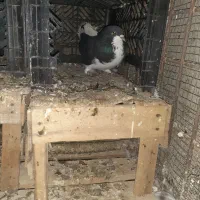 کبوتر|پرنده|بندر کنگان, |دیوار