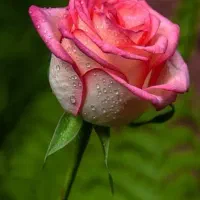 مشاوره زوجین