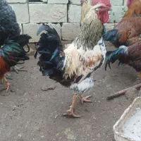 خروس وبوقلمون محلی|حیوانات مزرعه|لیلان, |دیوار