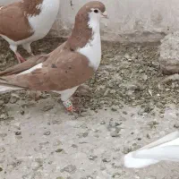 رنگه های آس