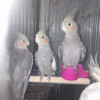 حیون خانگی