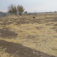 ۱۲۵۰ متر زمین چسب طرح هادی سیاه بید علیا|فروش زمین و ملک کلنگی|کرمانشاه, |دیوار