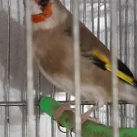 سهره سقا|پرنده|زرند, |دیوار