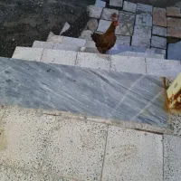 حیوانات  مزرعه