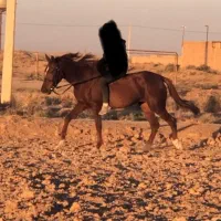 مادیون عرب ترکمن