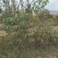 نهال درخت گردو|خدمات باغبانی و درختکاری|انگوت, |دیوار