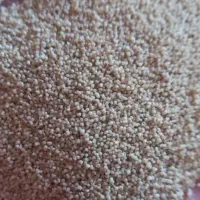 بذر درجه یک اصلاح شده