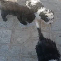 سگ شیتزو|سگ|رفسنجان, |دیوار