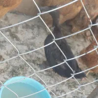 اردک|حیوانات مزرعه|گرمسار, |دیوار