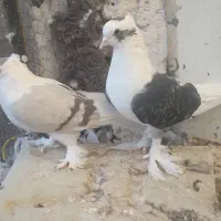 کفتر نروماده گلی رنگه المانی کرمونی کوتوله ابی|پرنده|تربتحیدریه, سرمحله|دیوار