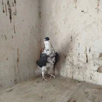 نربدرنگ و ماده دمگیر گلین کاکل|پرنده|اصفهان, کوجان|دیوار