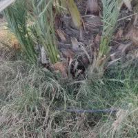 پاجوش نخل کلیته 8کیلو به بالا|گل و گیاه طبیعی|کهنوج, |دیوار