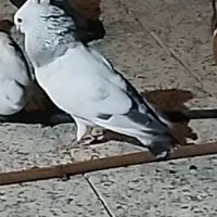 کبوترشامی