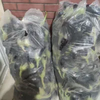 دردانه ی لتحر